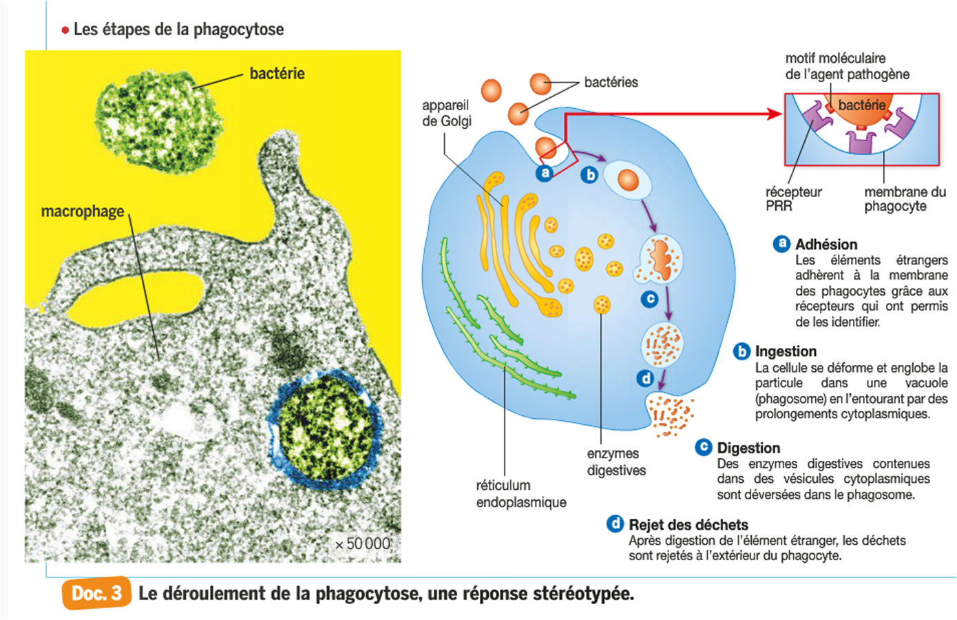 Le déroulement de la phagocytose, une réponse stéréotypée