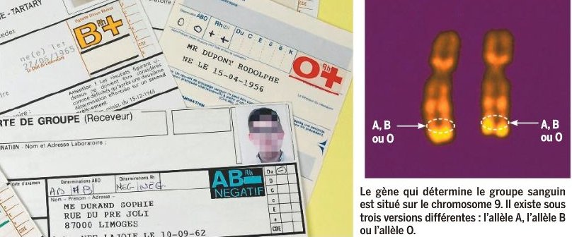 Sur Quel Chromosome Est Localisé Le Gène Du Système Rhésus