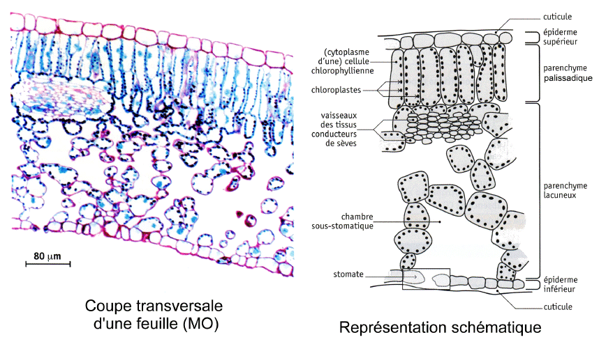 Coupe transversale dans une feuille