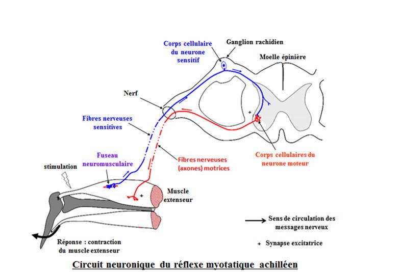 Dissertation sur le reflexe myotatique 05 Dissertation sur le reflexe myotatique 05 picture
