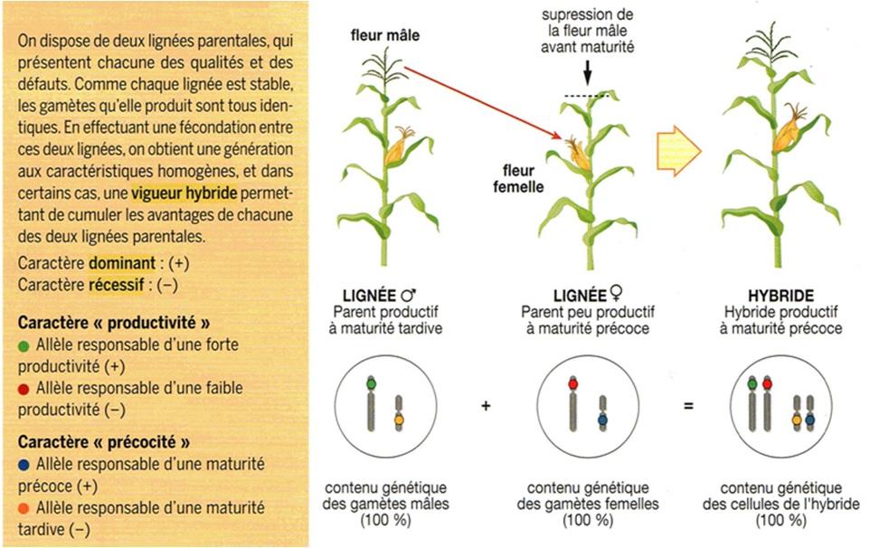 La sélection génétique, exemple du maïs
