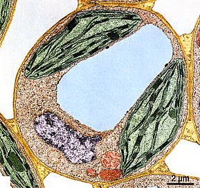 Une Cellule A t elle Un Fonctionnement Biologique Stable Ou Variable une-cellule-a-t-elle-un-fonctionnement-biologique-stable-ou-variable