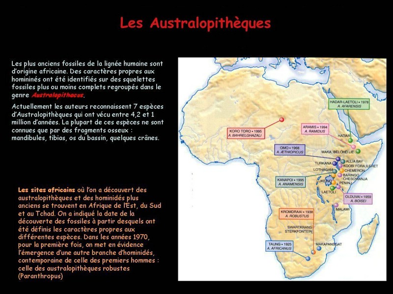 docut332_50_05_australopithecus_1